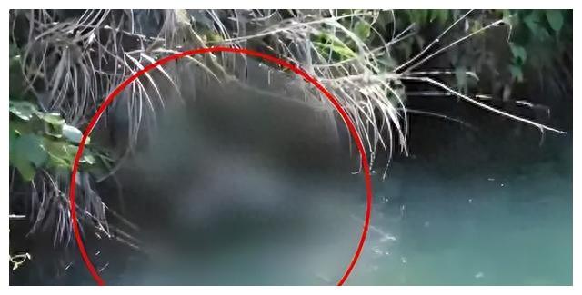 上海江边惊现无名女尸案,江边现无名女尸