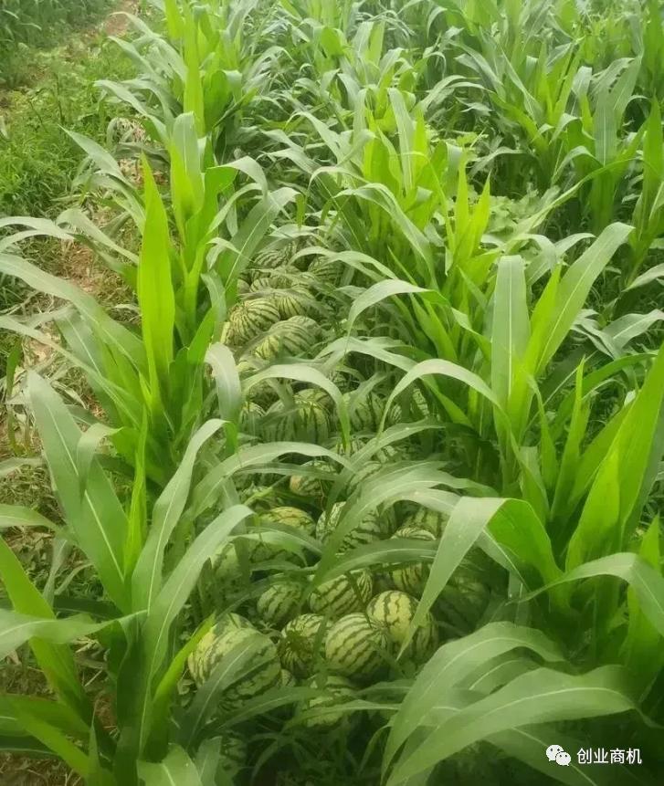 农民种植技术如何提高收益,农村暴利种植技术与管理