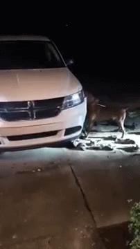 比特犬和二哈哪个厉害,比特犬怎么打不过土狗