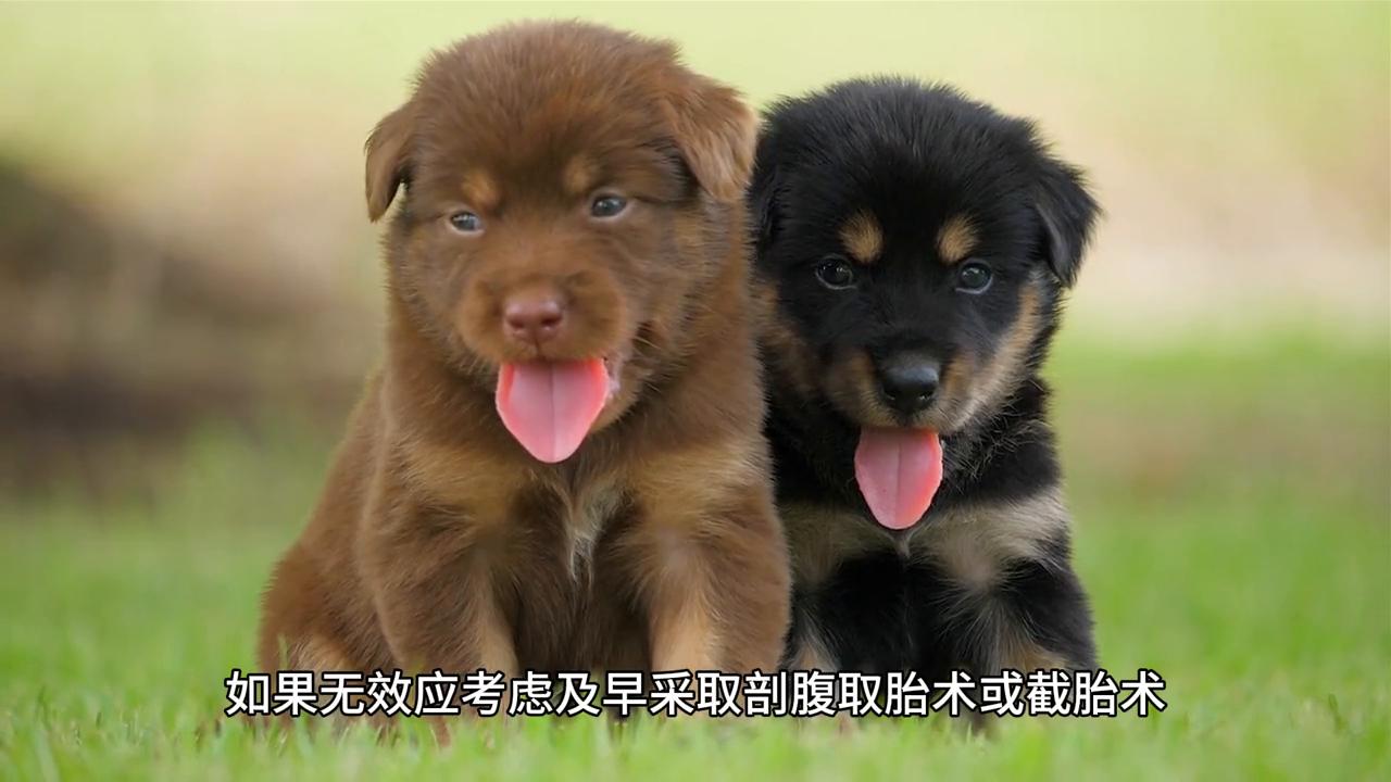 犬助产的方法,小型犬怎么助产最好养