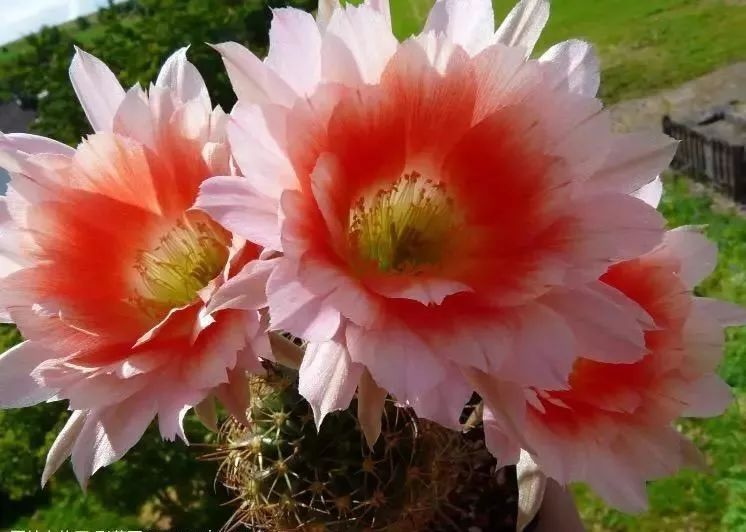 200种·仙人球开花图鉴，大开眼界，美到爆