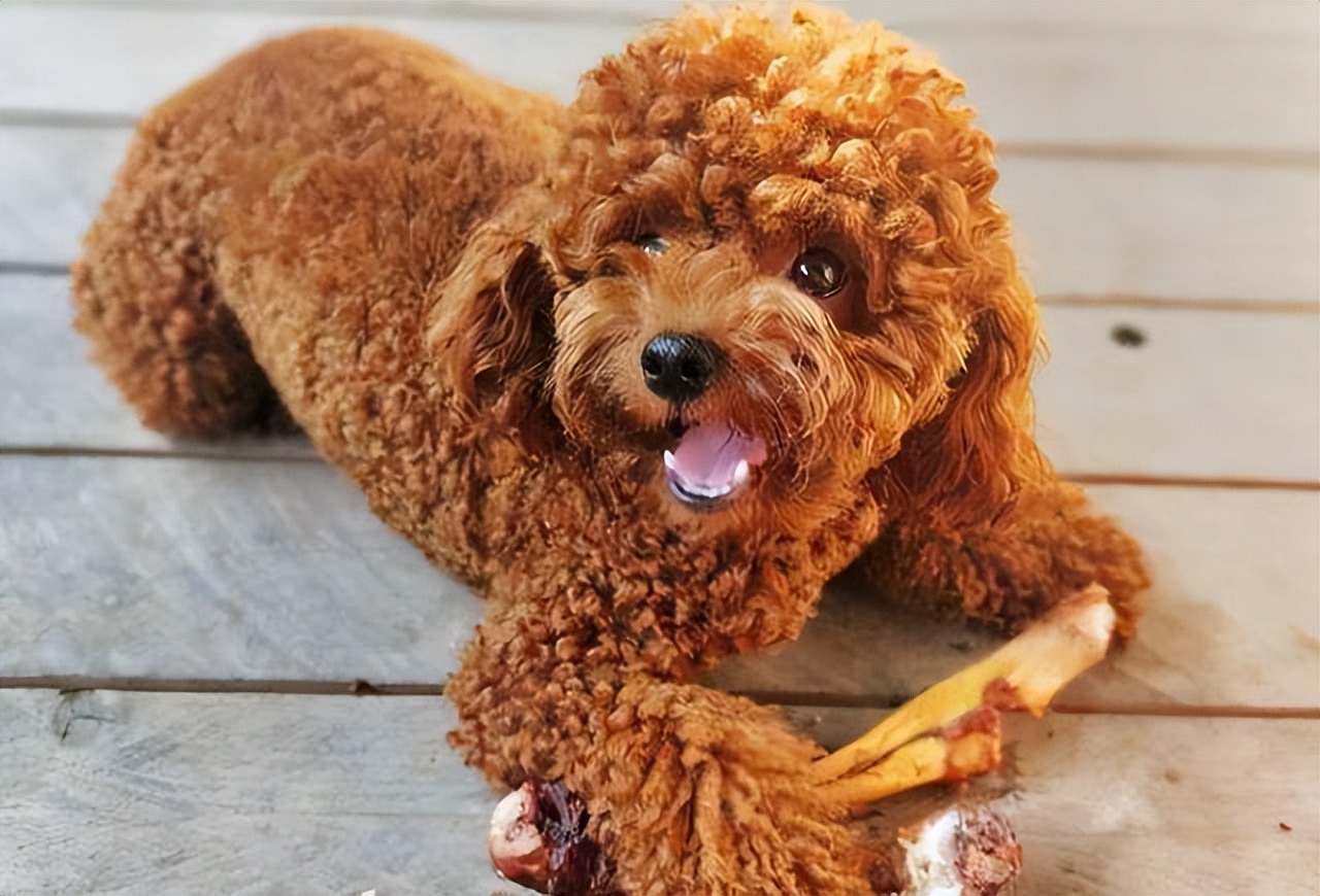 泰迪老了如何正确照顾,养泰迪之前主人得做好心理准备