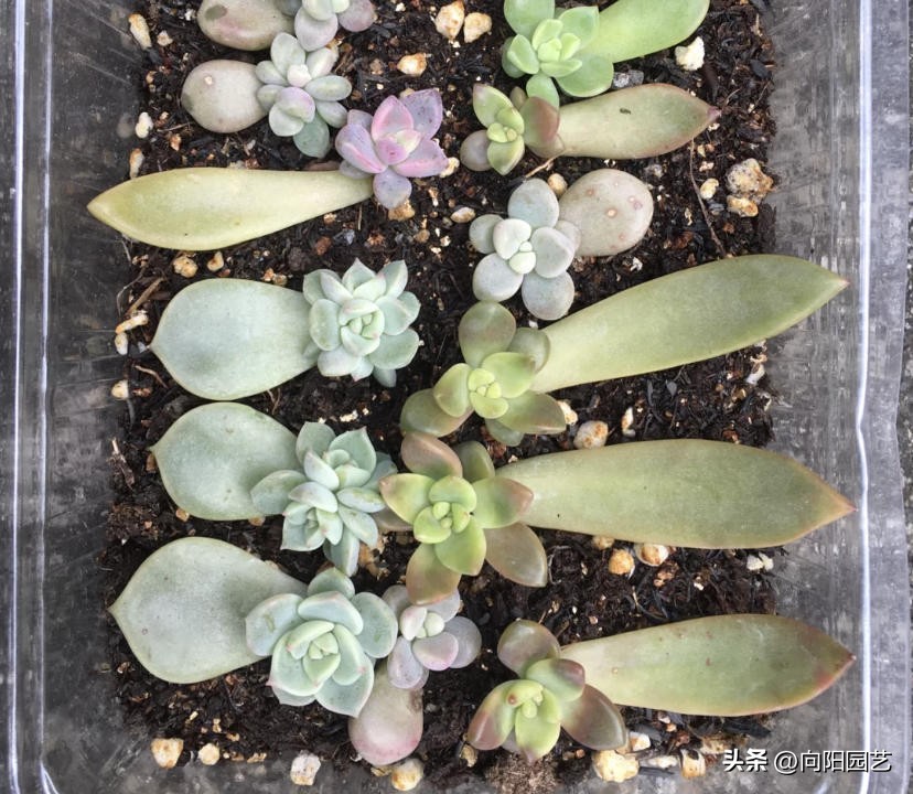 多肉怎么用叶片繁殖,多肉几月份适合砍头或叶插