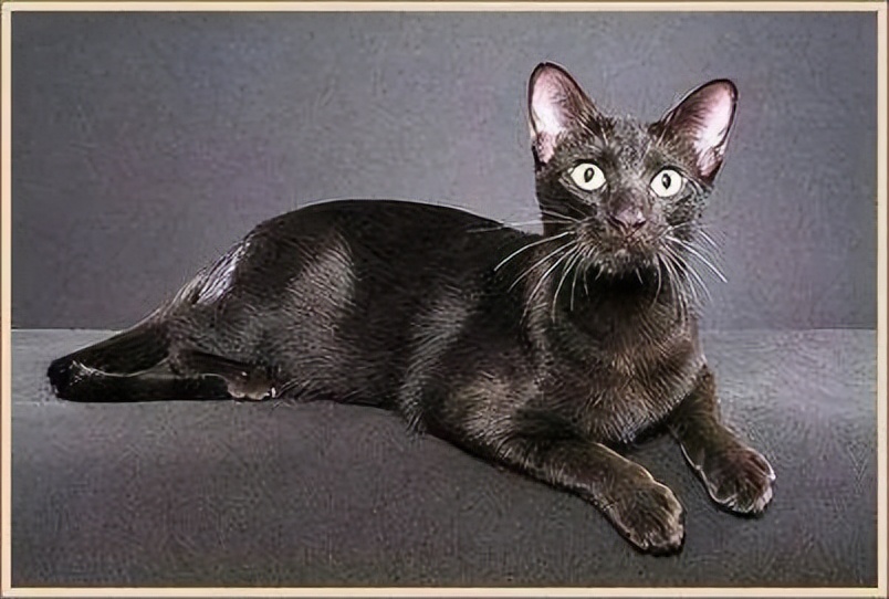 纯种猫咪有哪些颜色,纯种宠物猫有哪些品种