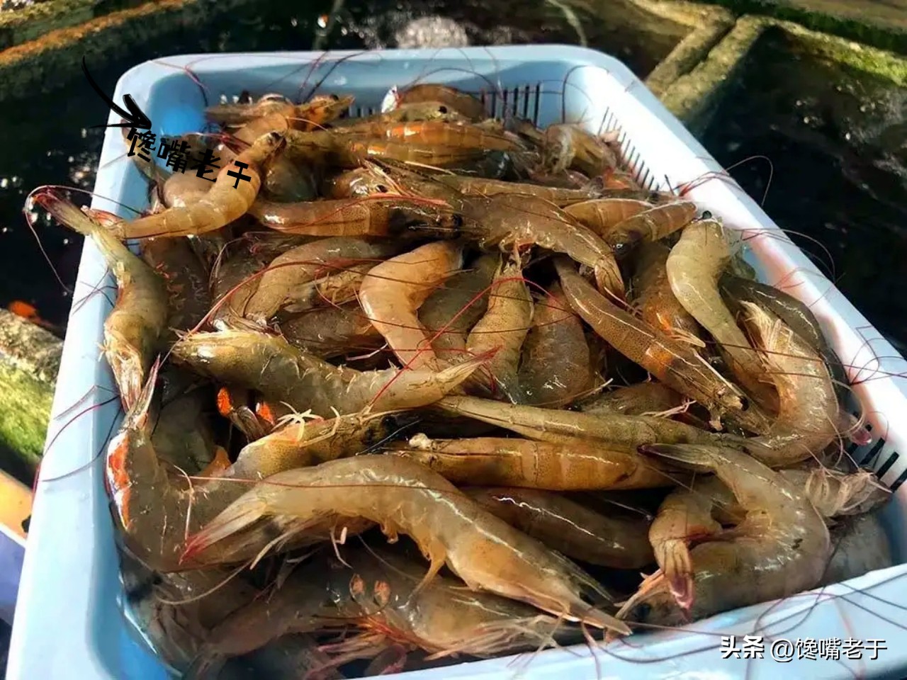 买虾不可以挑大小吗,买虾怎么挑选最好