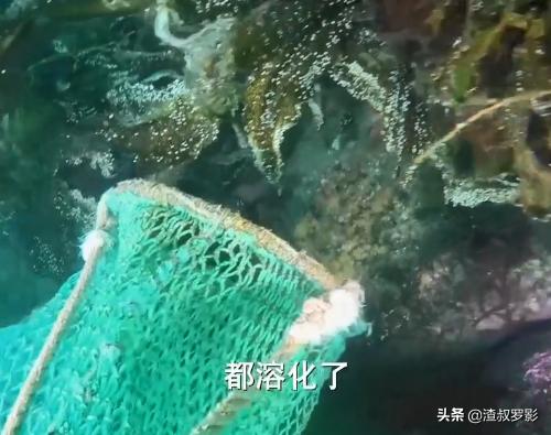 男子50元买海鲜发现是海洋活化石,一男子花10万买海参后续