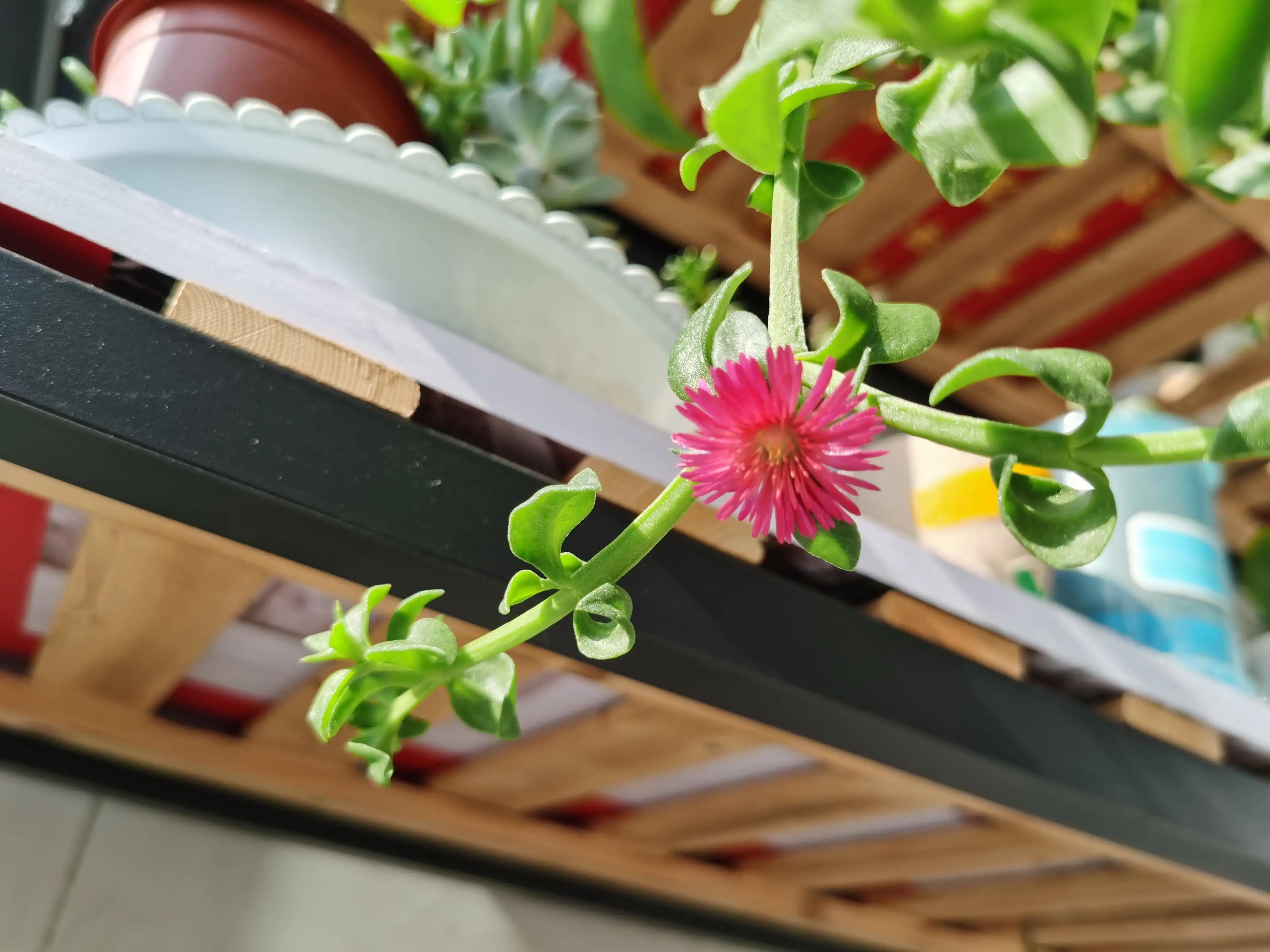 写下冬的伏笔,写下凛冬的绝笔