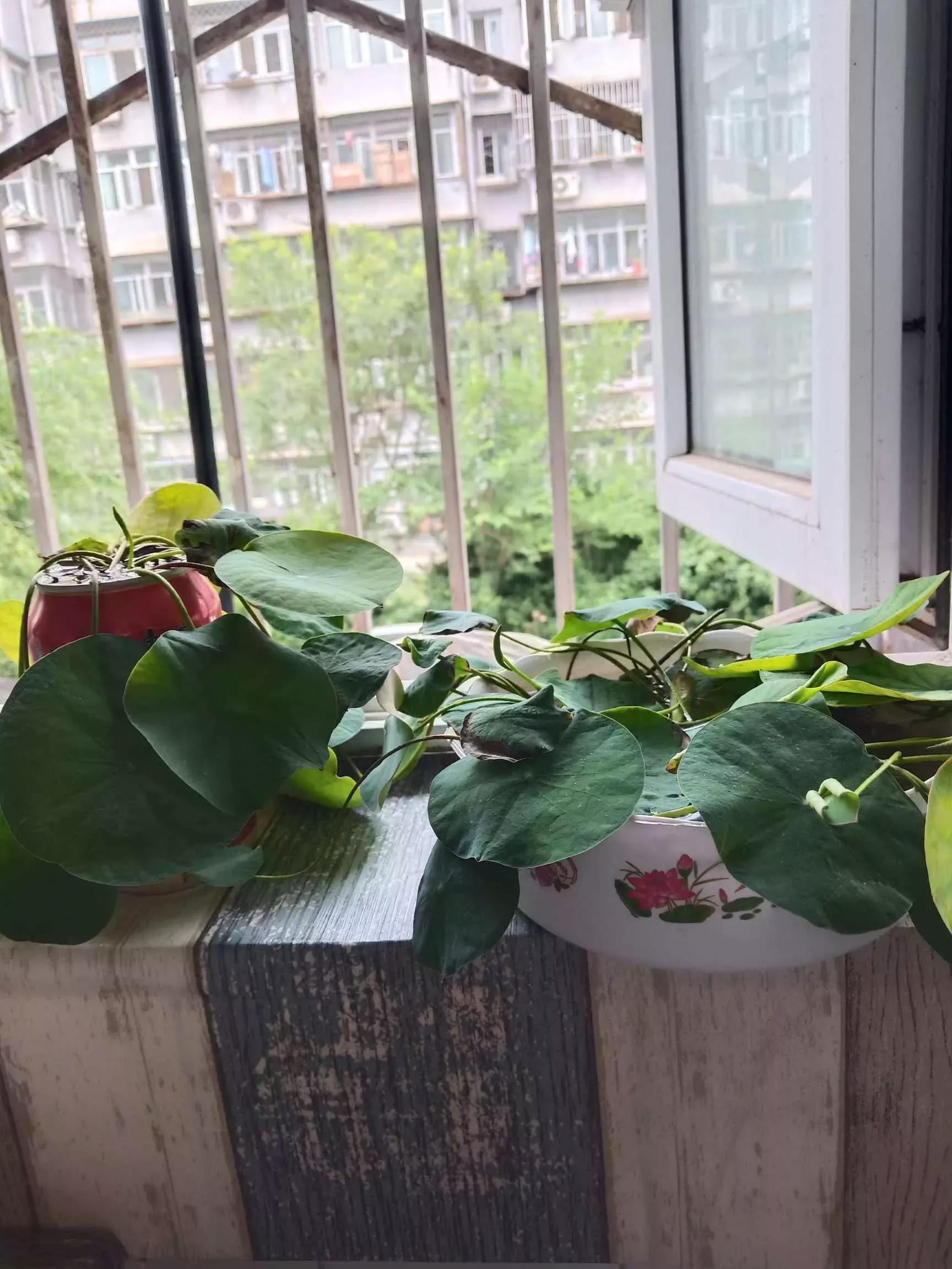 #新人百粉互动新人破百小组新人千粉互动计#我养的睡莲没开花