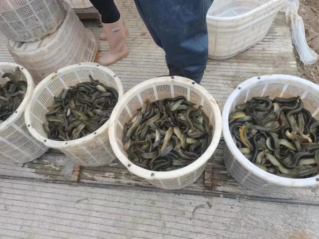 近几年苗木行业难做的原因,连续三年亏损的种植品种