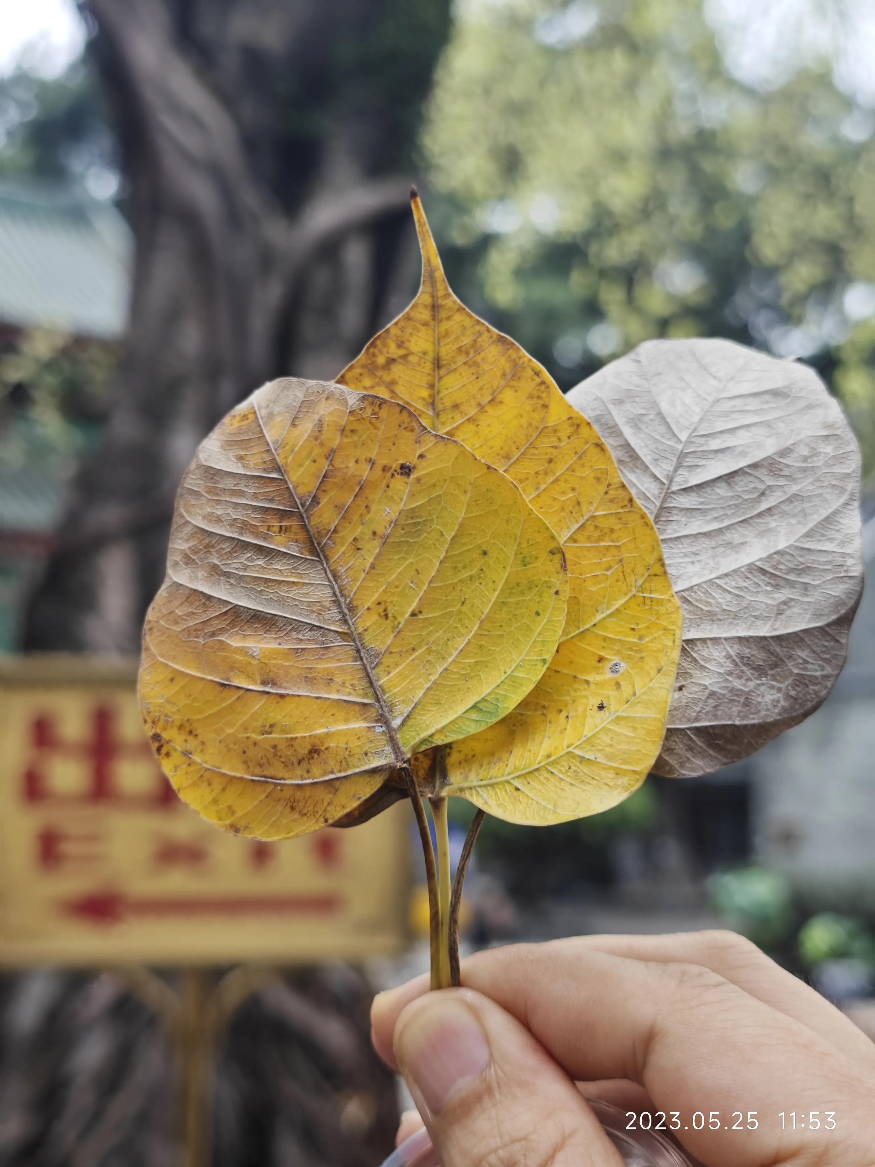 广州六榕寺求什么最灵,广州六榕寺传奇的寺庙