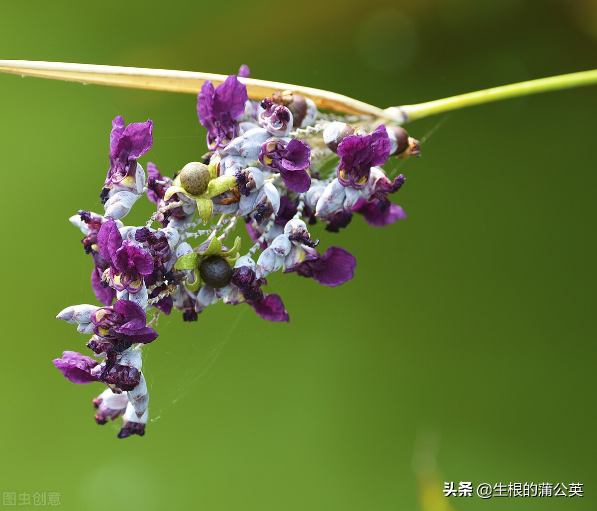 水生花卉栽培方法和技术,十种常见水生花卉