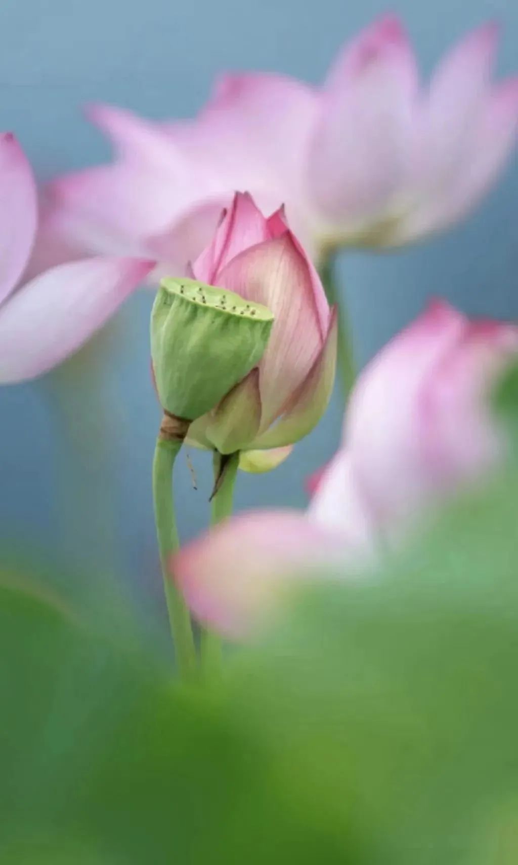 莆田荷花花海,莆田夏天哪里赏荷花