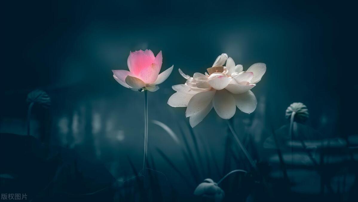 香港澳门游有哪些注意事项,中山去香港澳门三日游