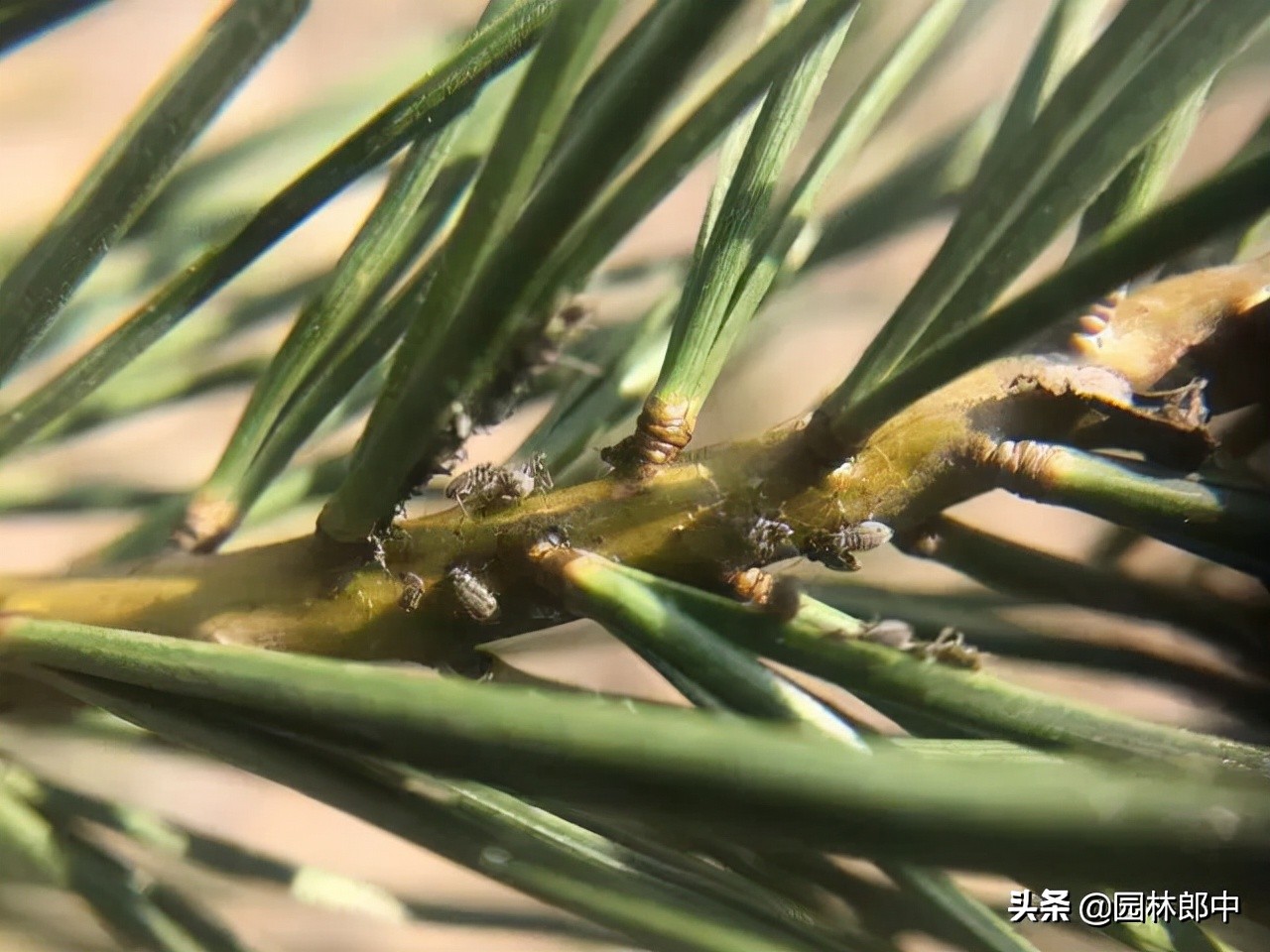 松大蚜为害标准,松树防螟虫