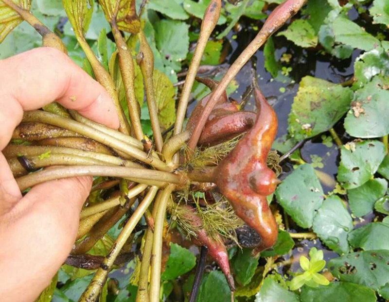 100种野菜大全图解,认识100种野菜视频大全完整版