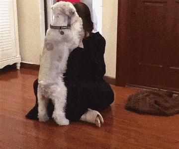 适合家养的狗狗优缺点,狗狗的优缺点