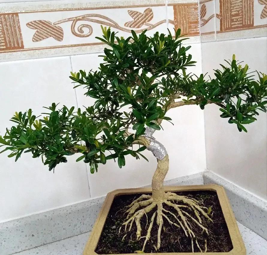 哪些药片过期后可以浇花杀菌杀虫,浇花时放这两种药片