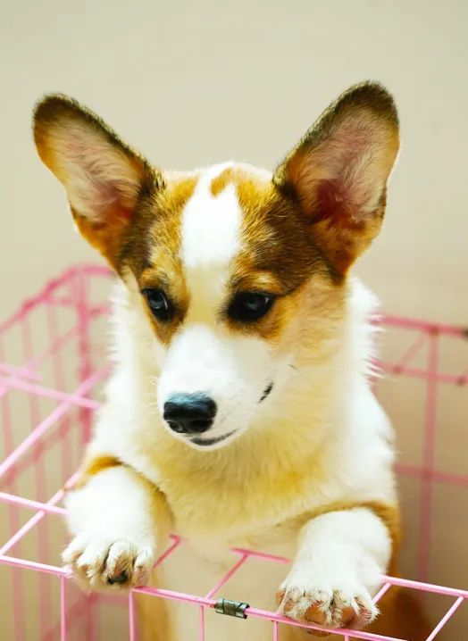 猫都撸撸撸秃了，开宠物店赚钱吗？调研了200家店的业内人这样说