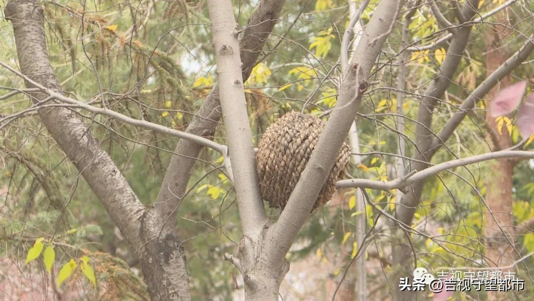小鸟建设鸟巢过程,鸟巢翻修