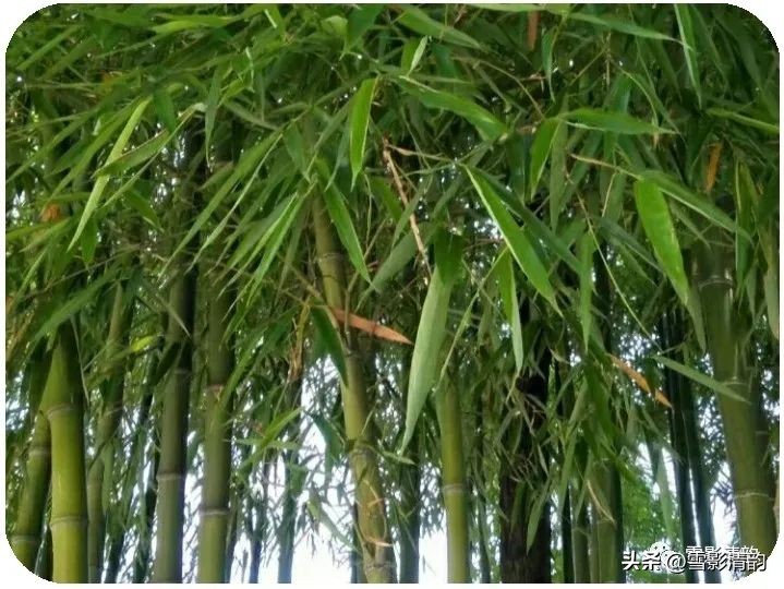 「文人情怀」月影|《吟秋》组诗