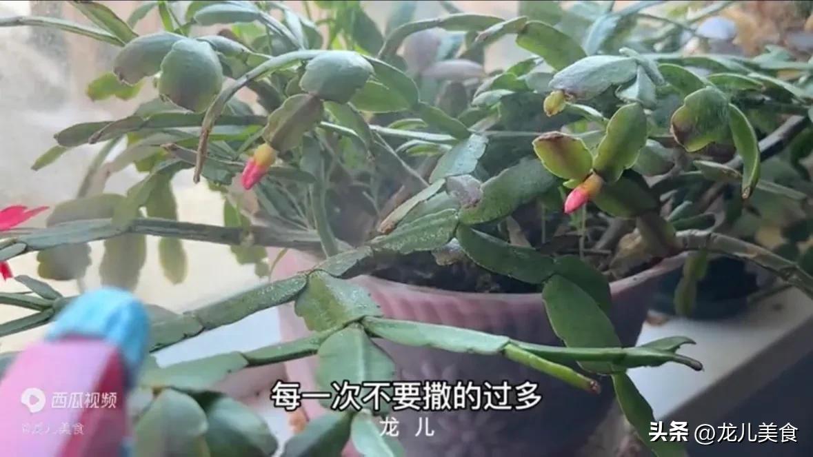 酵母粉养花的小技巧,酵母粉养花啥原理