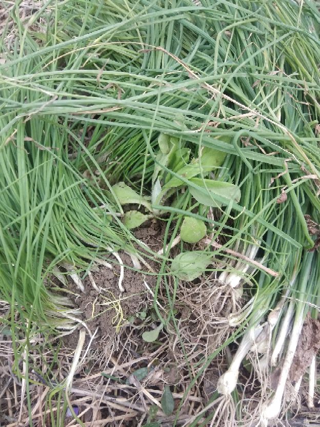 《她这样是嫌弃婆母吗》