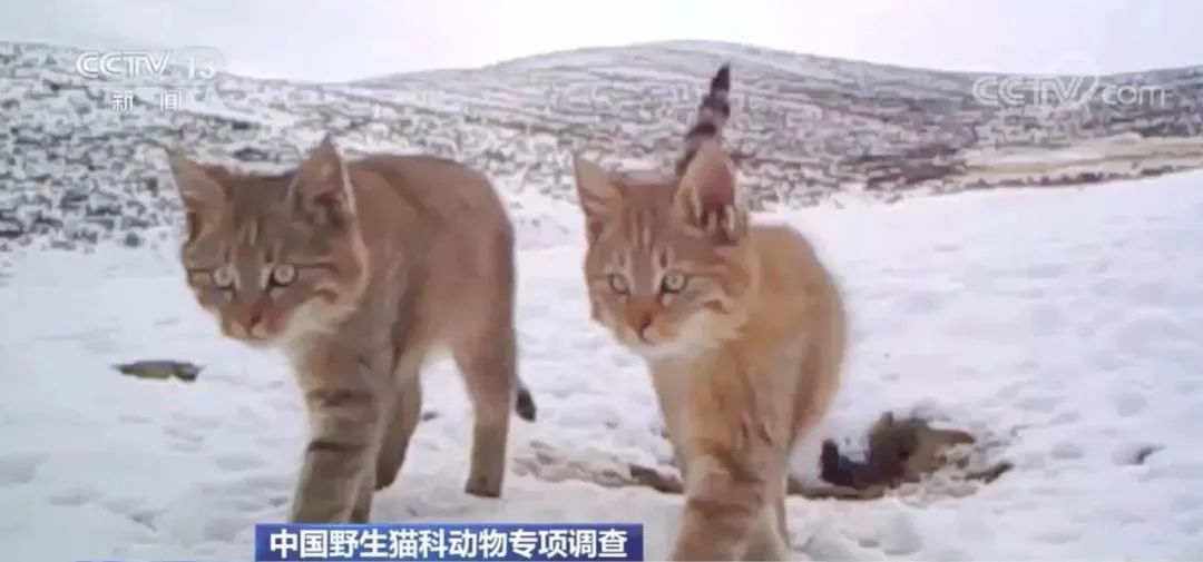 猫全家福,快来看看你都认识哪些猫