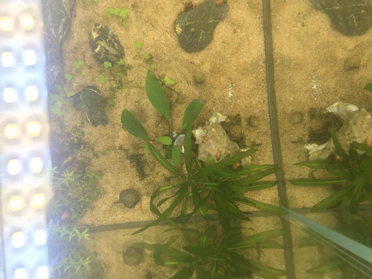 40缸古法生态缸养鱼密度,古法养鱼生态缸怎么种睡莲