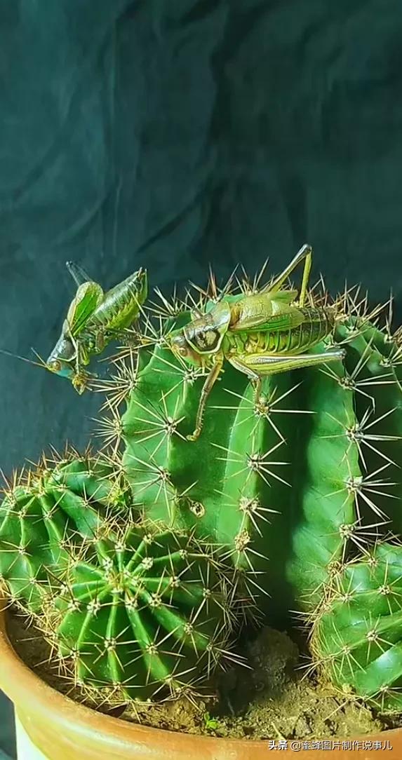 昆虫总动员壁纸,青草昆虫壁纸