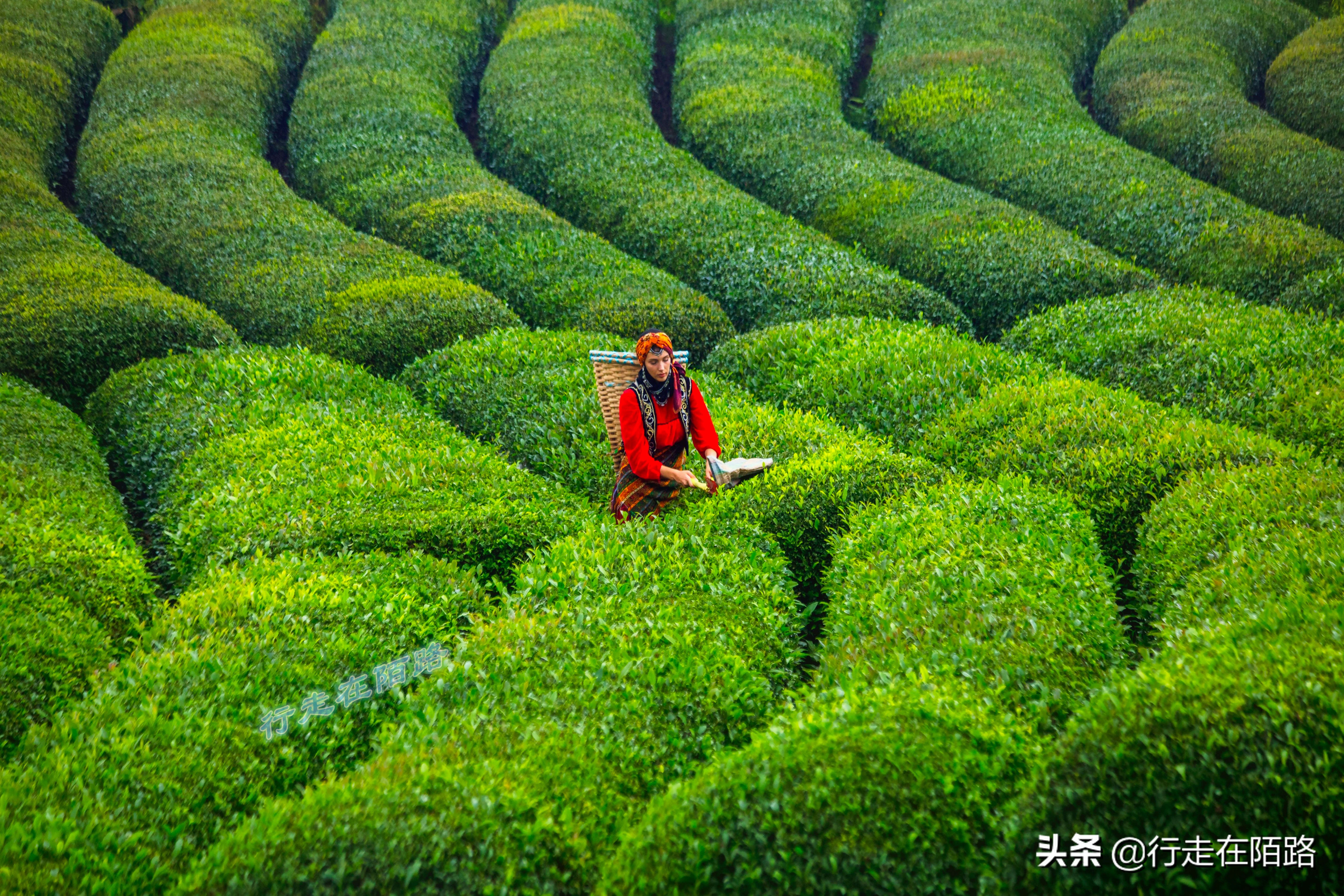 土耳其人茶文化,土耳其中文向导