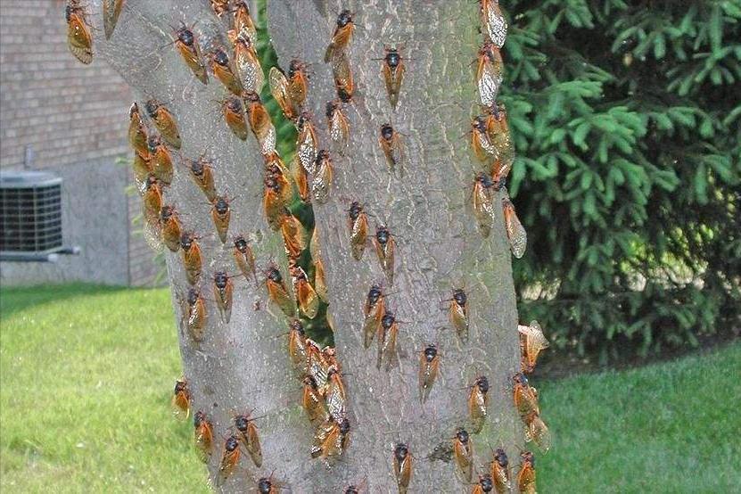 在美国知了猴泛滥,中国人在美国吃知了猴