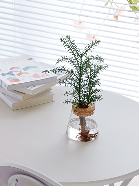 老年人甲醛怎么去除,老人家入住新房还如何除甲醛