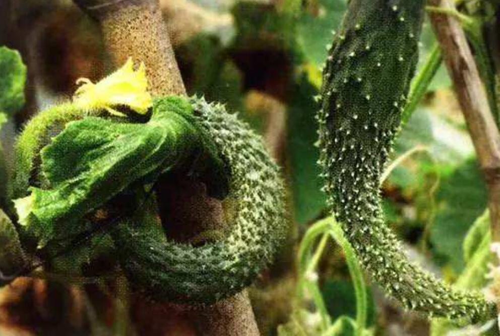 黄瓜长秧不开花怎么办,大棚黄瓜不高产的原因