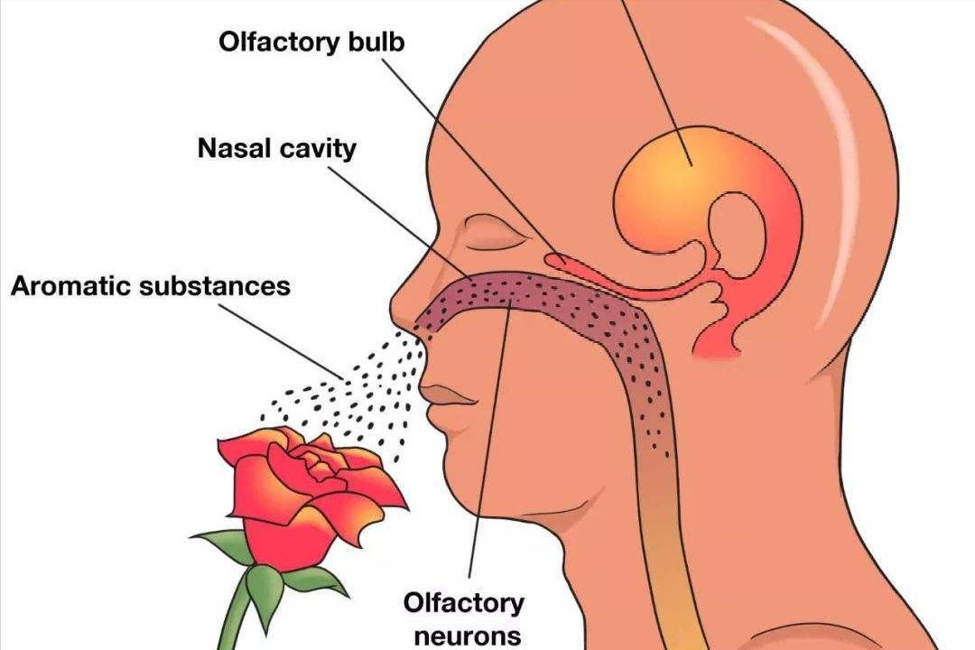 女生闻到男生身上的香味代表什么,女生闻到男生身上的香味很刺鼻
