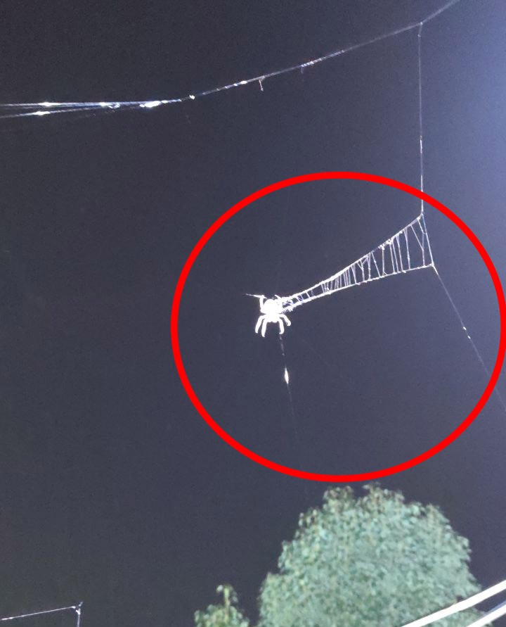 蜘蛛一次能产多少仔,蜘蛛一次可以吐几根丝