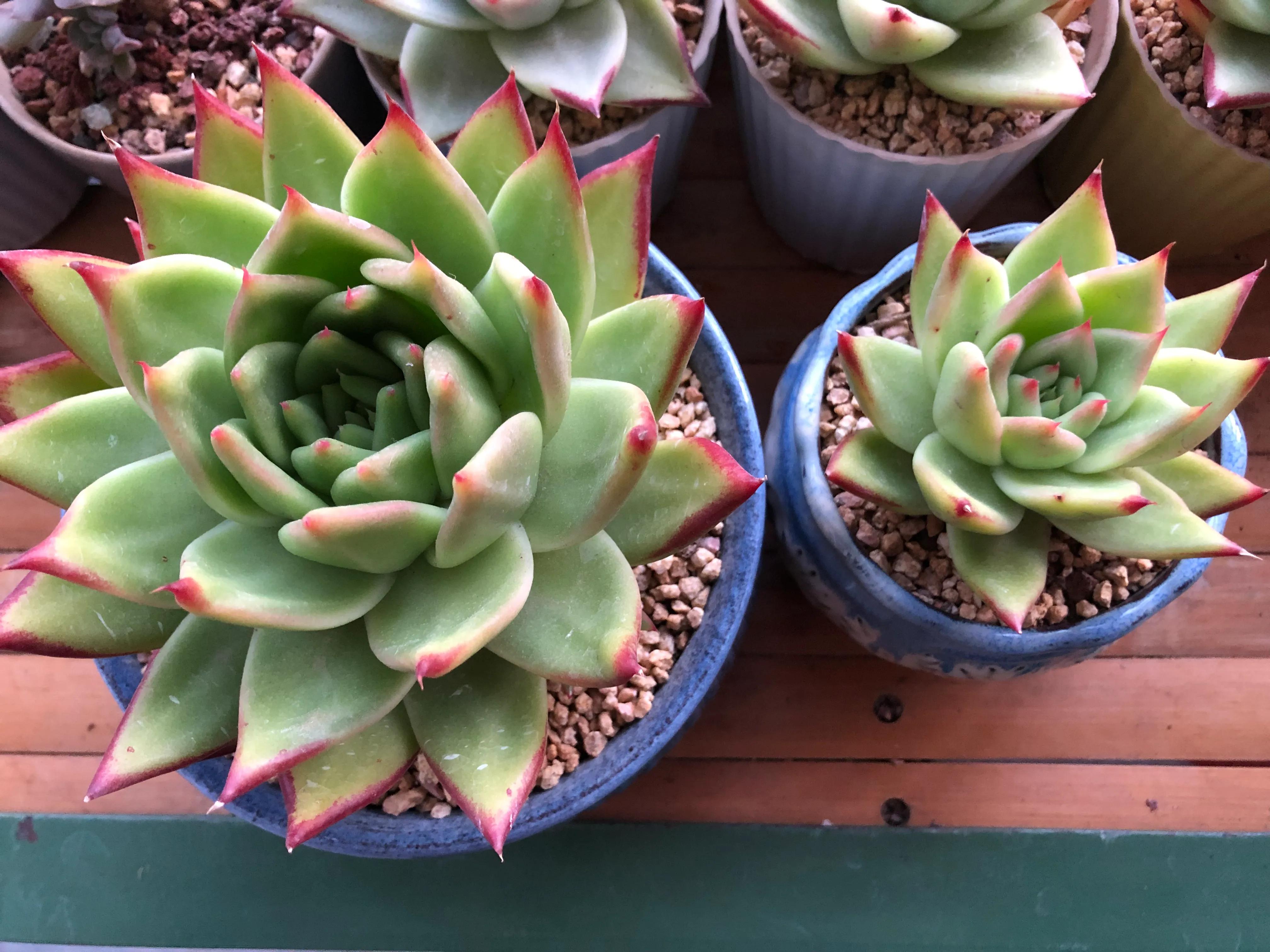 口红给你带来的魅力,口红的魅力无限