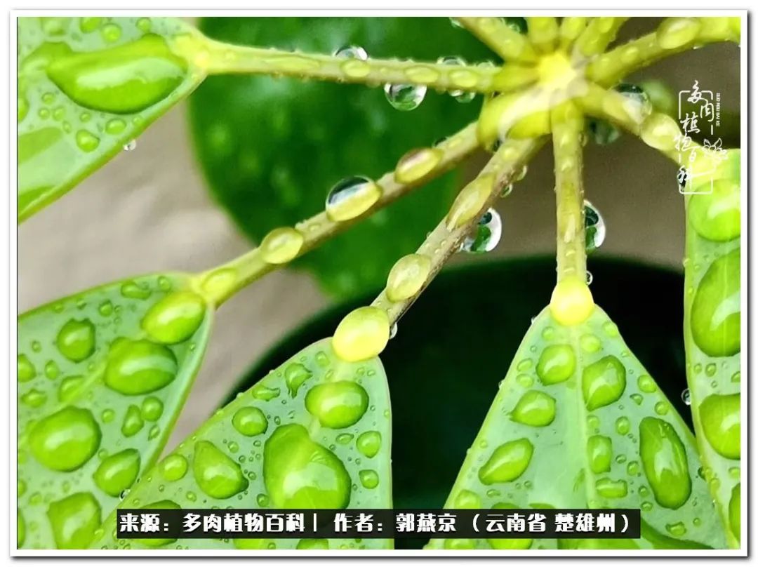 小院的多肉陪我度过春夏秋冬,好度夏又好过冬的多肉