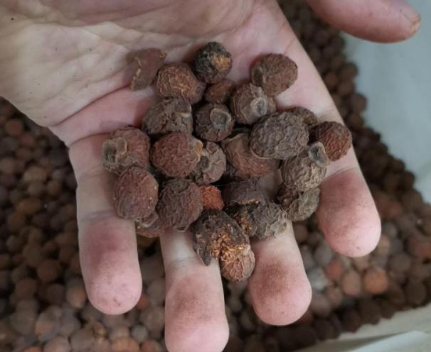 榕树是怎样播种的,榕树种子育苗详细教程