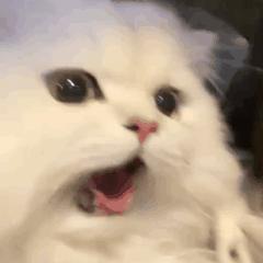 底线何在？大润发每出一件周边，就有一条鱼受到伤害