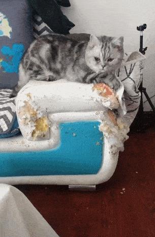 真的不能随便养猫吗,为什么说有些人千万不能养猫