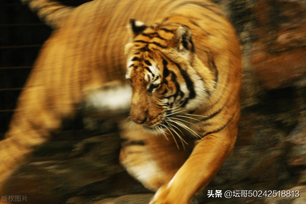 虎年大吉虎虎生威新年新气象,新的一年祝大家虎年大吉虎气冲天