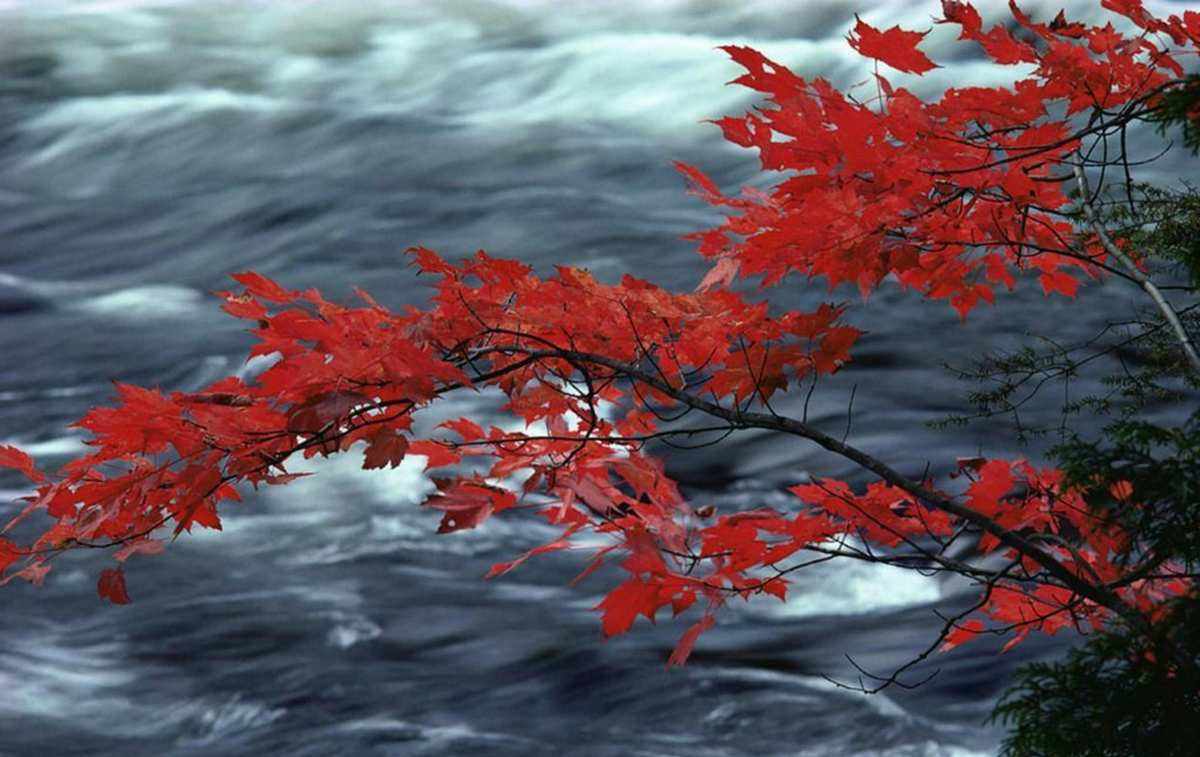 含有秋的诗句飞花令全集,飞花令古诗带有秋的诗句