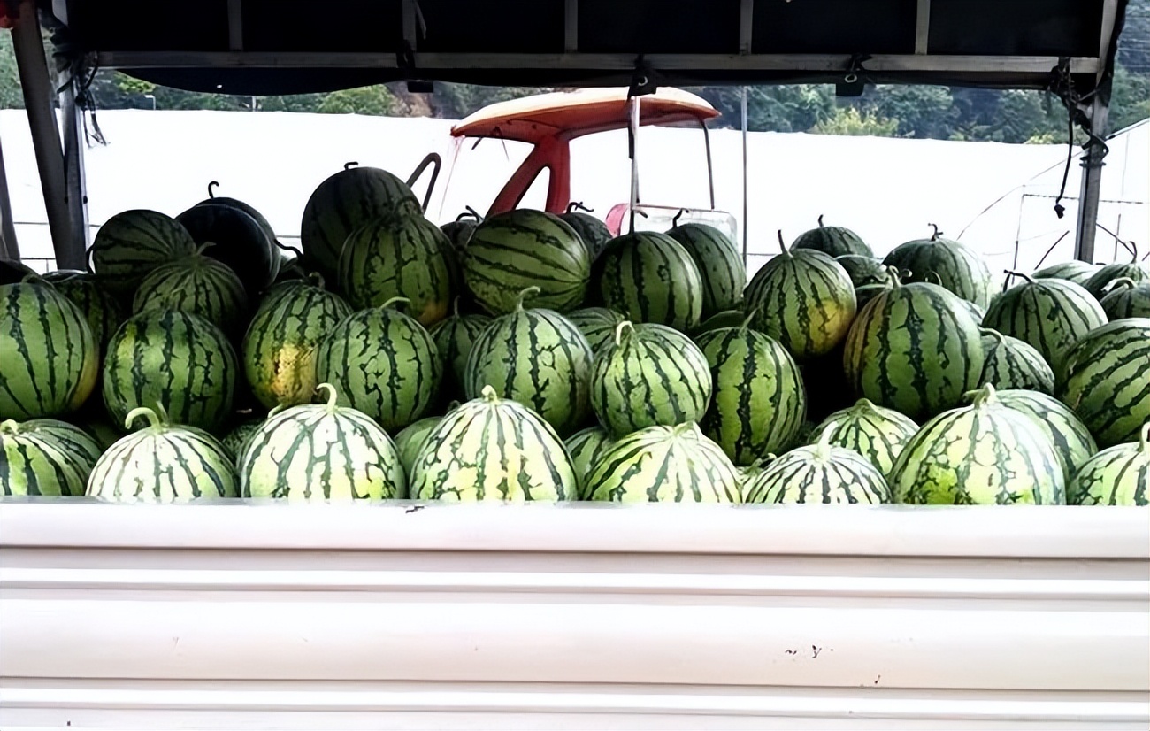 镇远县都坪镇:西瓜上市丰收乐甜蜜一夏“钱”景好