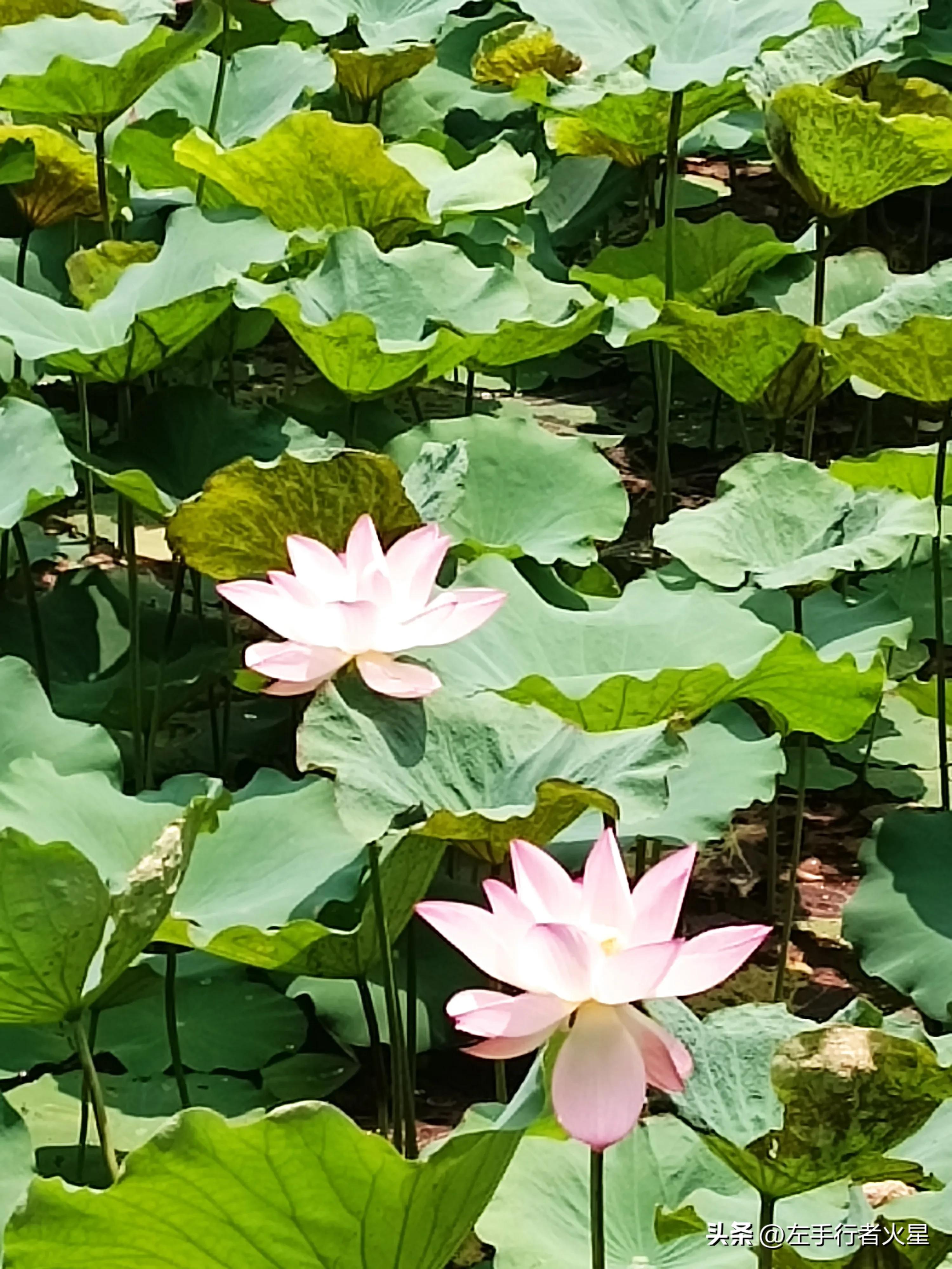 广州旅游攻略沙湾古镇,广州番禺沙湾古镇好玩吗