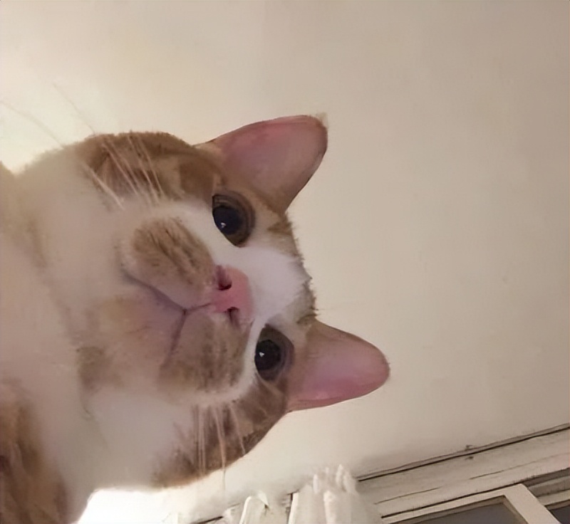 猫咪早上一直叫是怎么回事,早上睡觉猫咪一直嗯喵嗯喵的叫