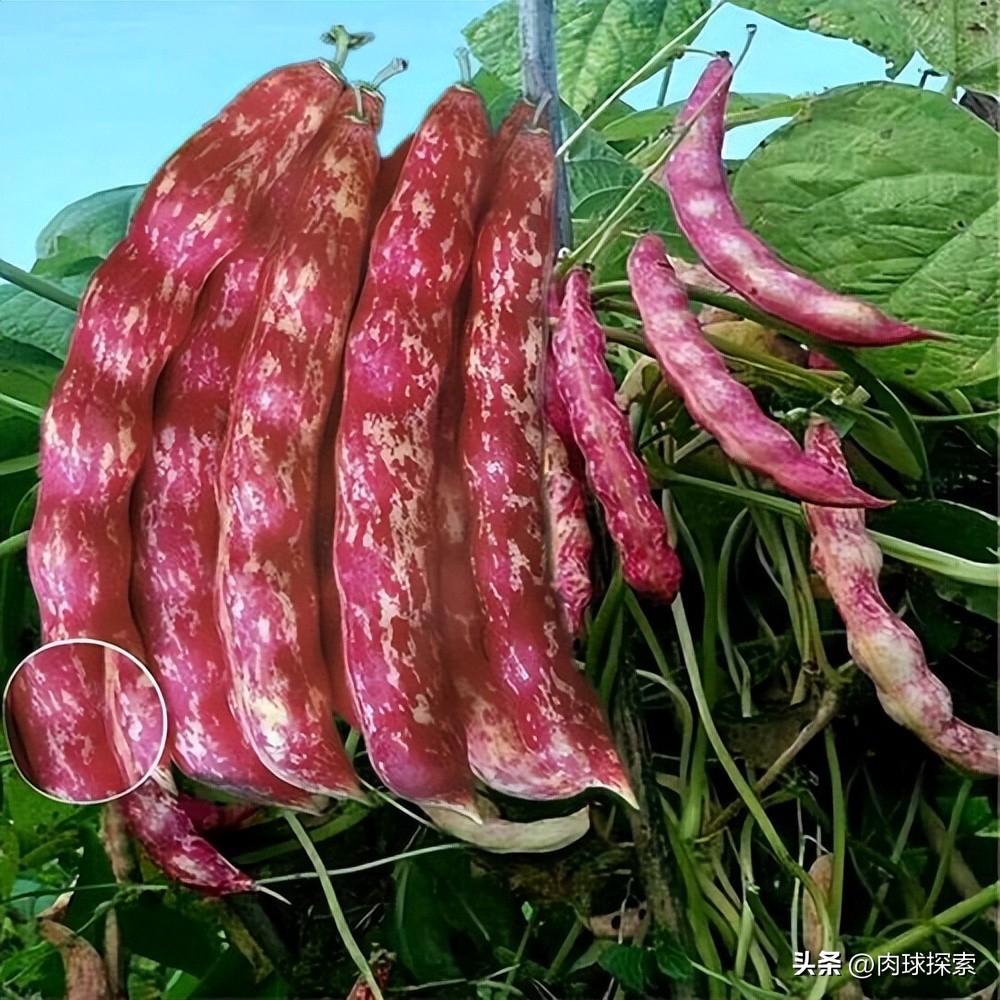 买的种子为什么不能继续再留种了？