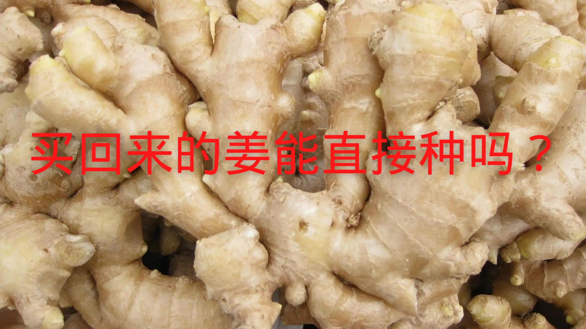 种姜第一次施什么肥料,种姜第一次施肥应注意些什么