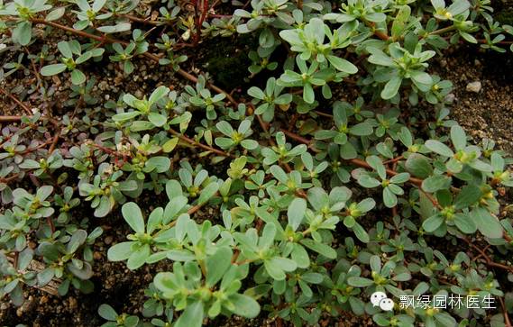 草坪杂草的防除方法,草坪杂草的物理防除