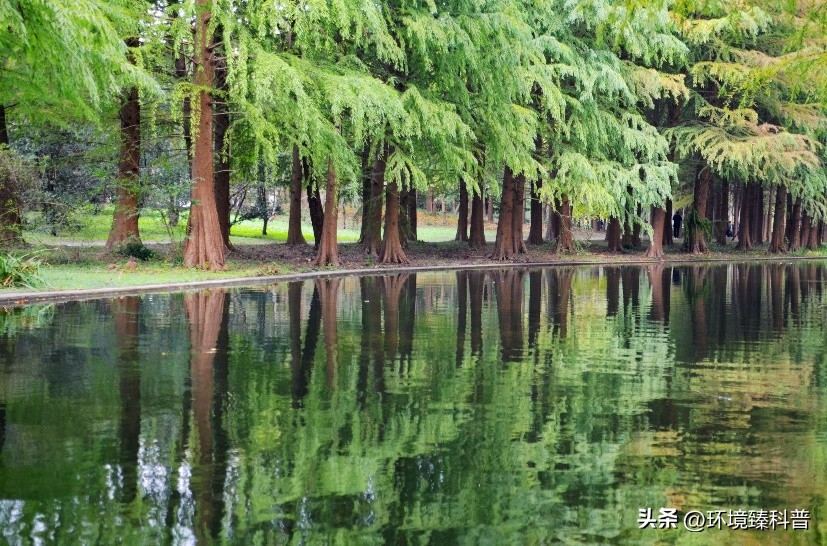 国家森林公园推荐,15个适合周末游的森林公园