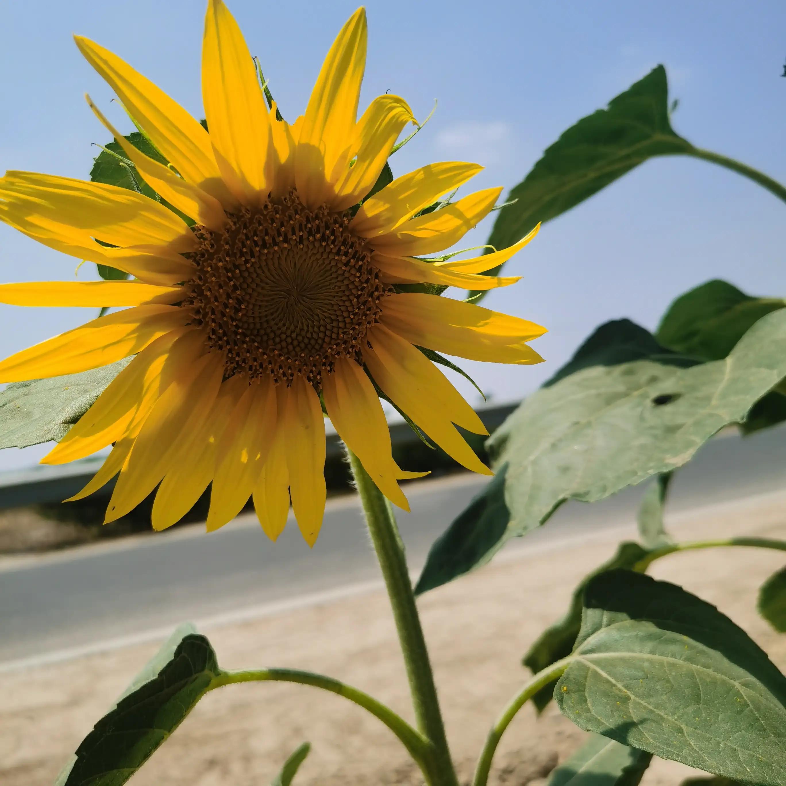 京杭大运河在哪里穿过黄河,京杭大运河怎么过长江的